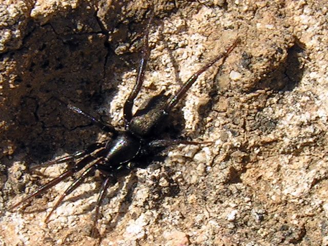 Gnaphosidae